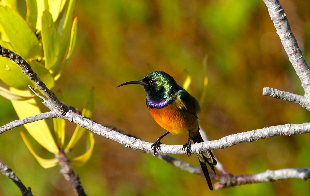 sunbirds