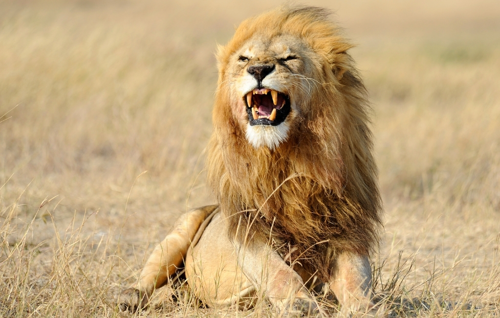 lion hunting