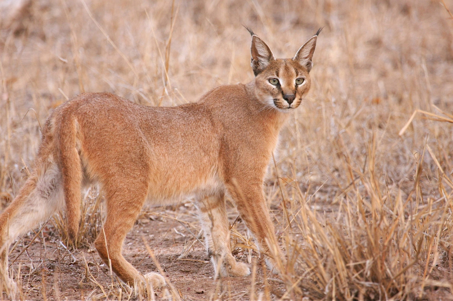 Caracal Africa's deadly beauty Africa Geographic