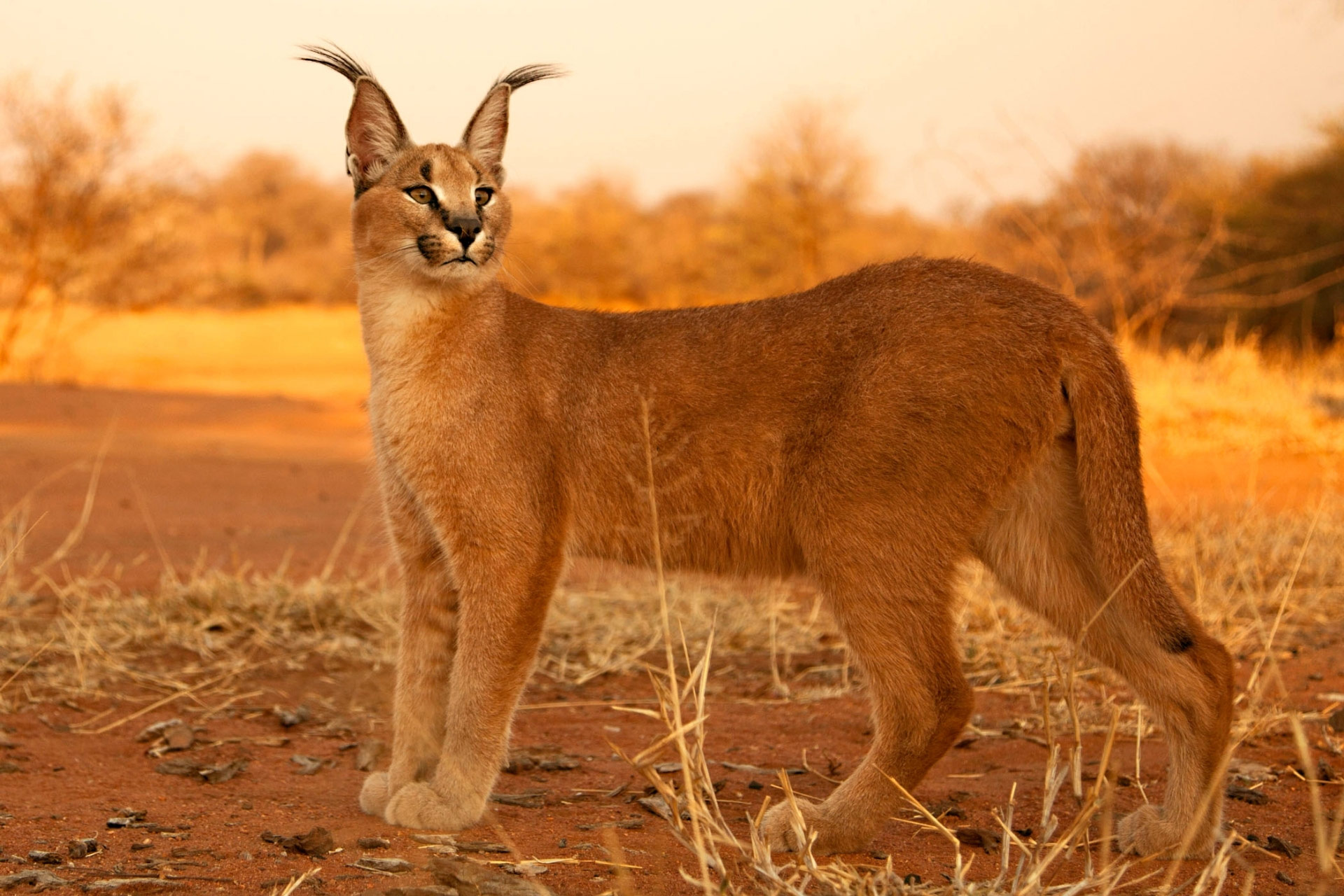 African wild cat store caracal