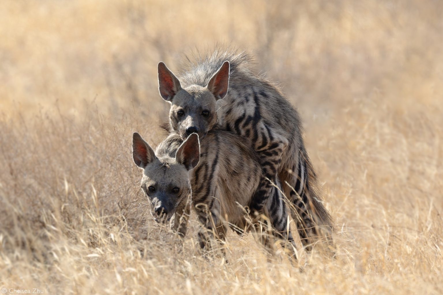 Chelsea Zhu-mating striped hyena 2-Samburu National Reserve-Kenya.png