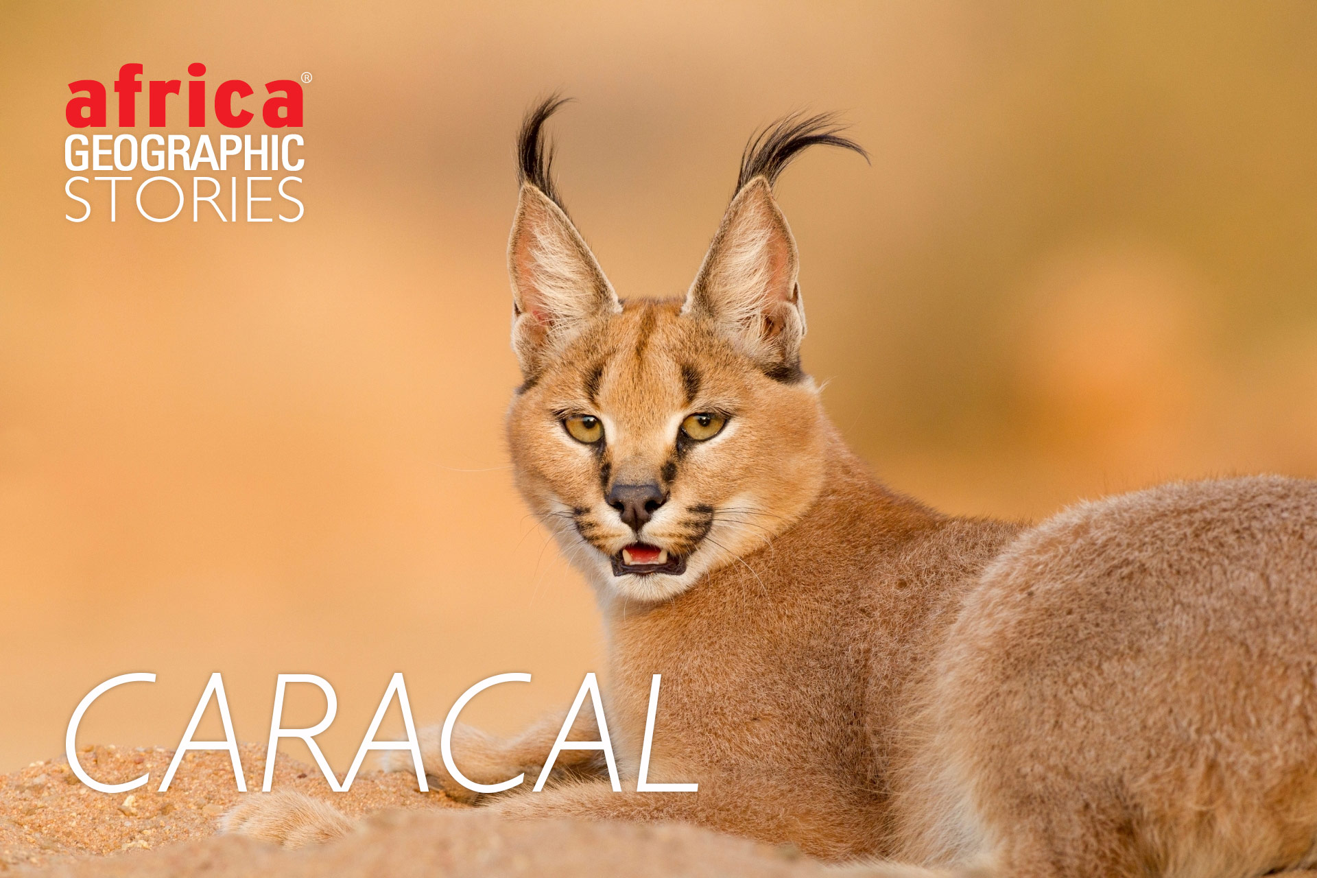 Caracal - Africa's deadly beauty - Africa Geographic