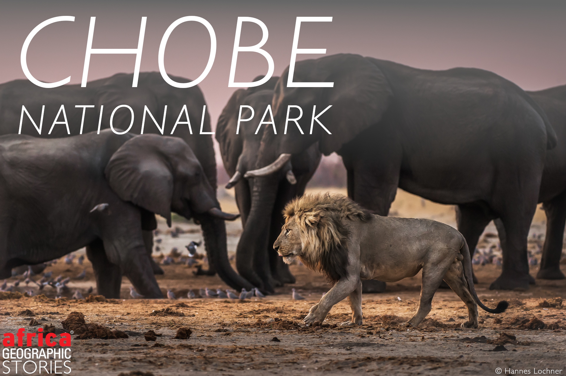 Chobe National Park Africa S Elephant Eden Africa Geographic