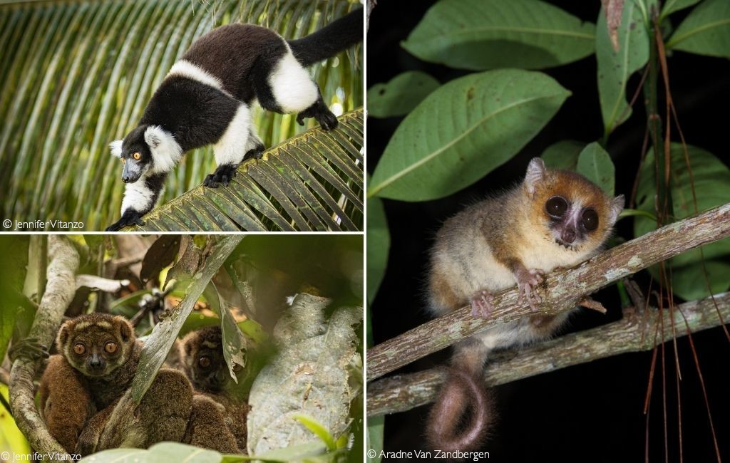 Eastern Madagascar