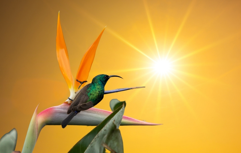 sunbird