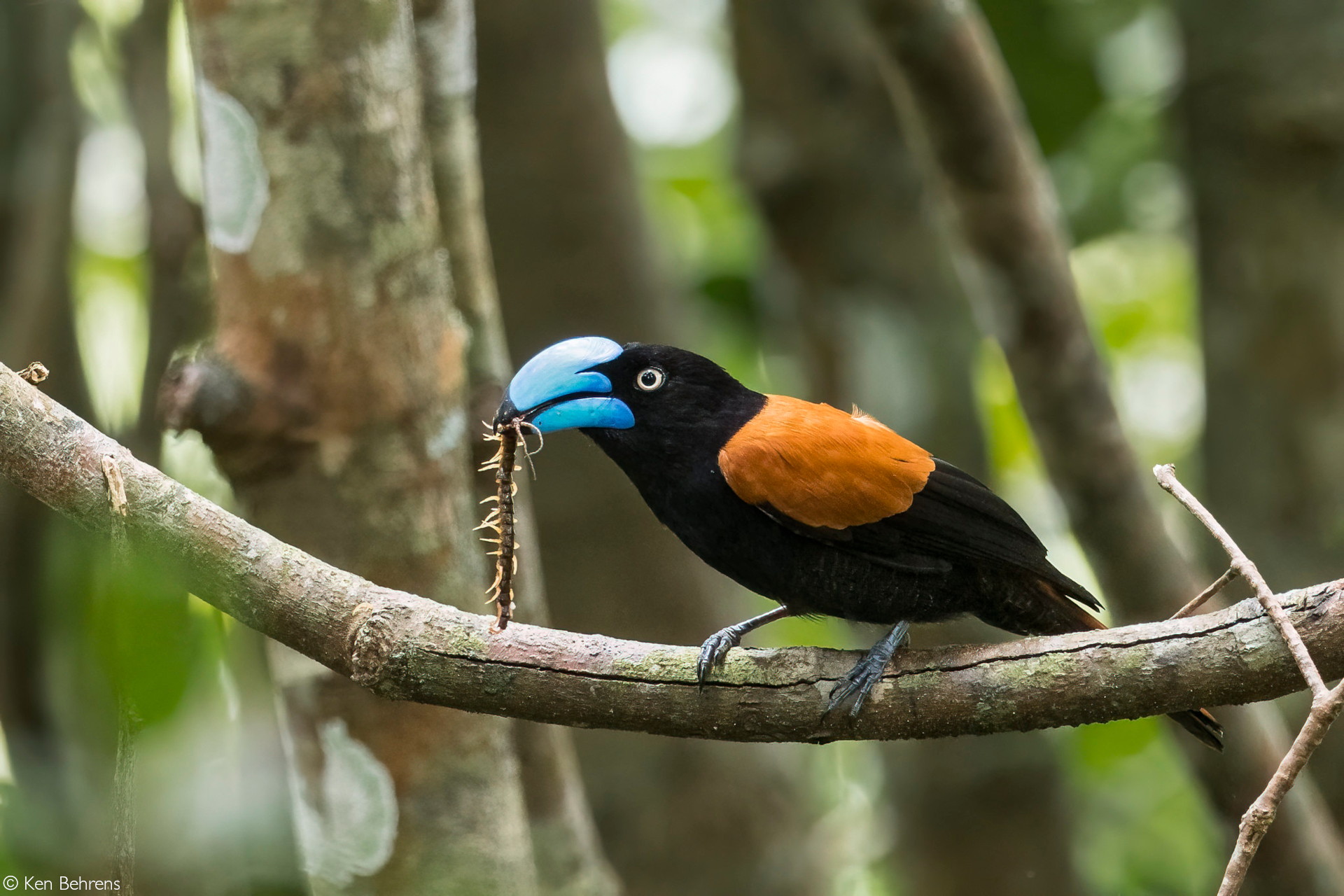 Eastern Madagascar