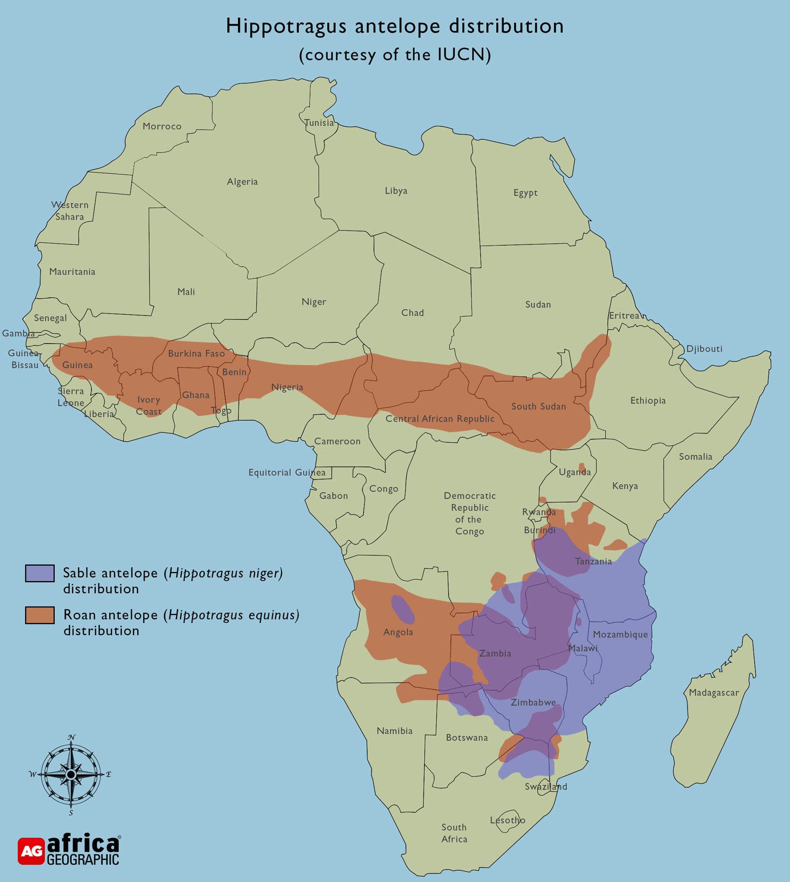 Sable Facts, Distribution, Habitat, Life-cycle, Pictures