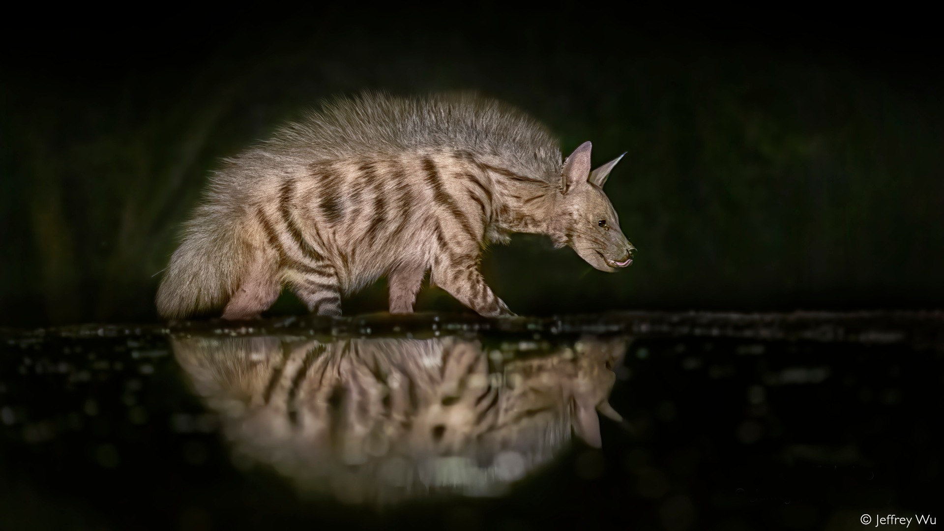 striped hyena