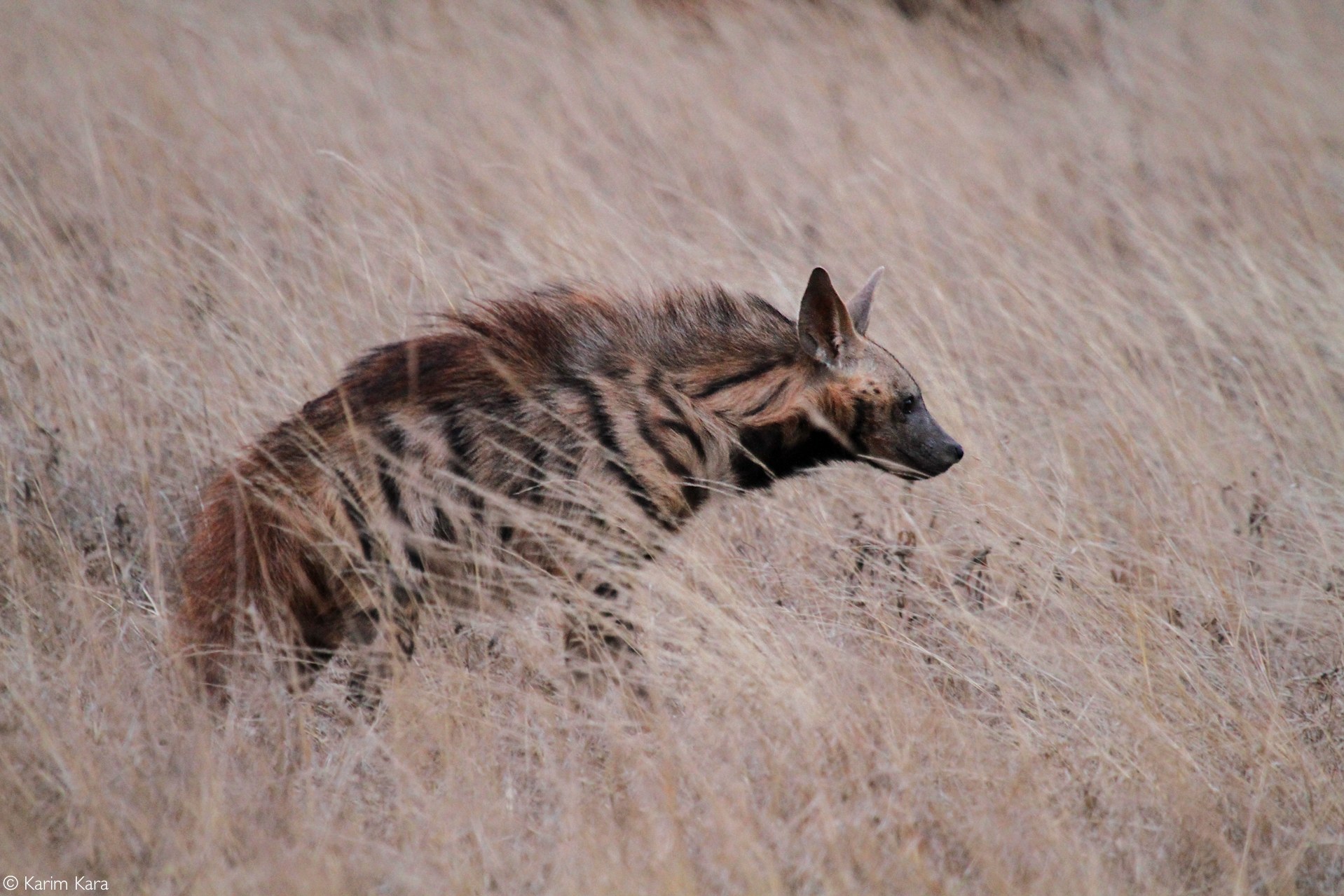 Striped hyena