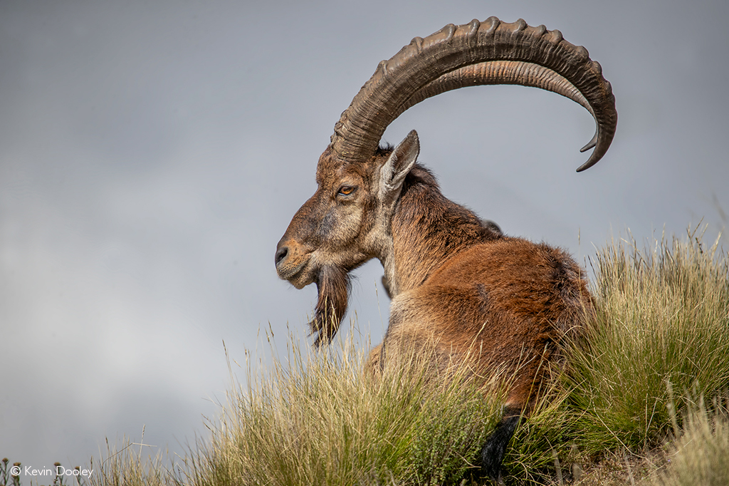 Walia ibex