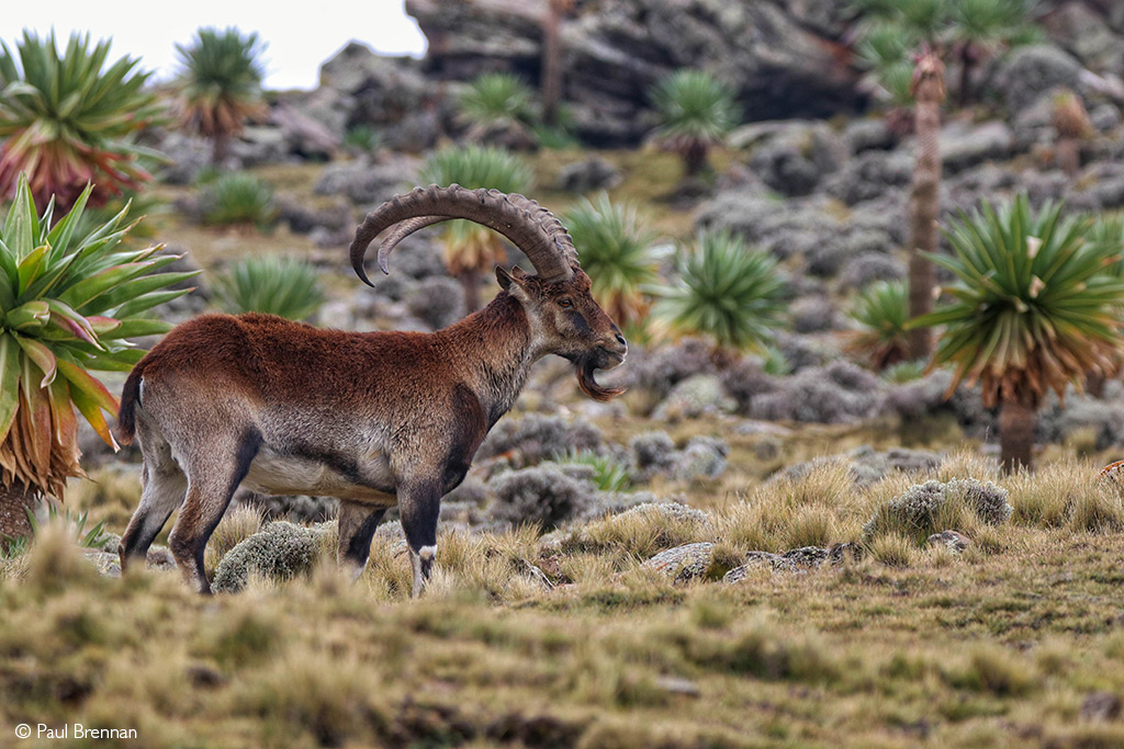 Walia ibex