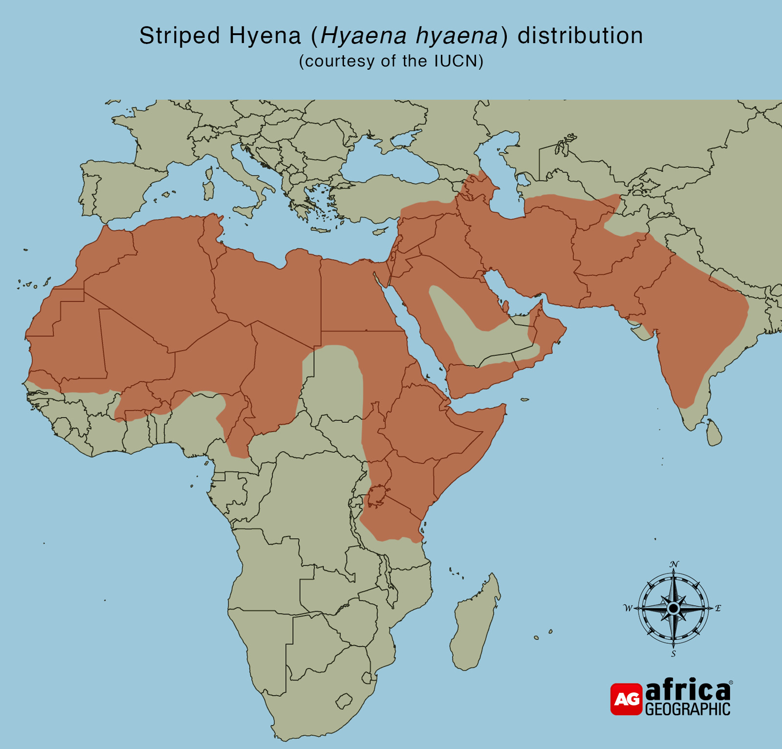 Striped hyena