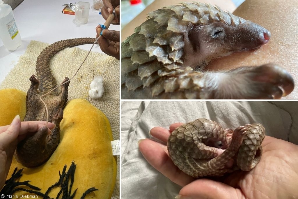 White-bellied pangolin