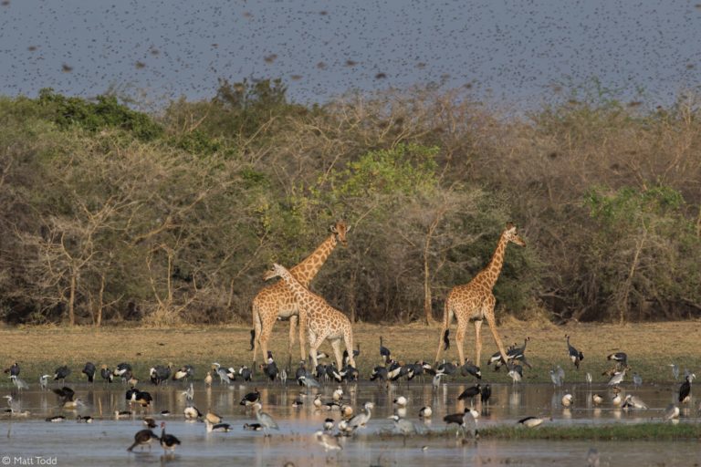 Zakouma National Park - Jewel Of The Sahel - Africa Geographic