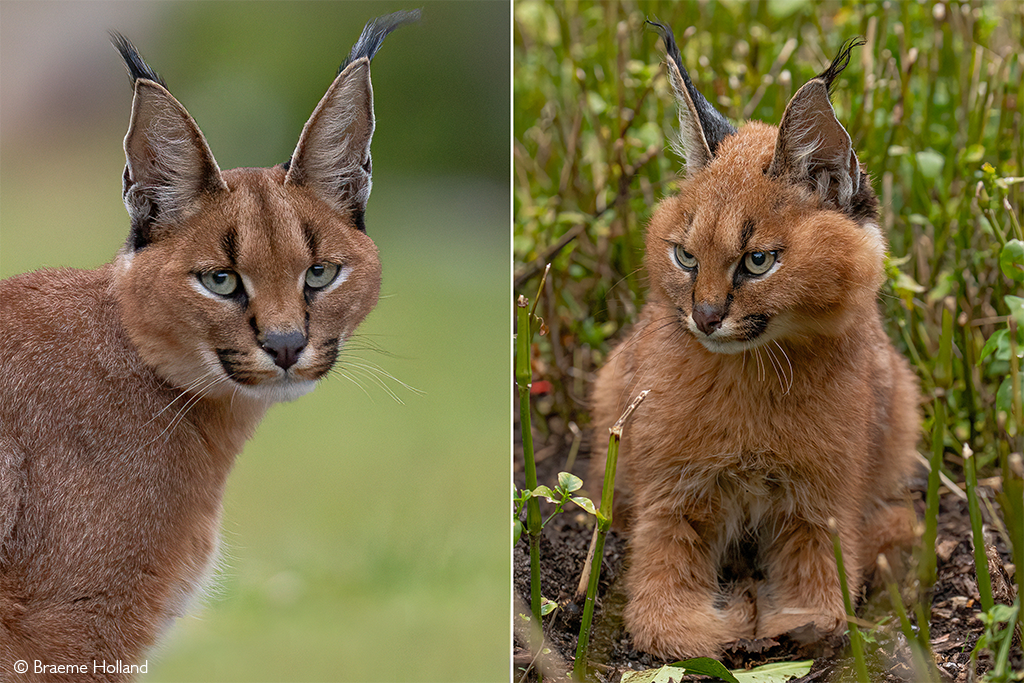 These Caracal Kittens Will Captivate Your Heart With One Glance