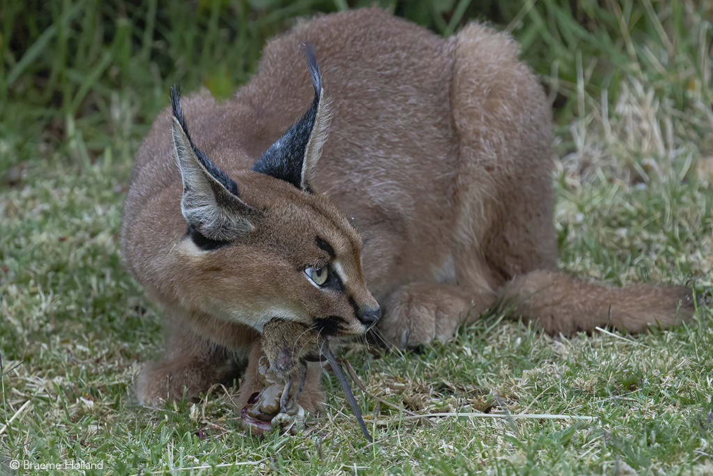 These Caracal Kittens Will Captivate Your Heart With One Glance