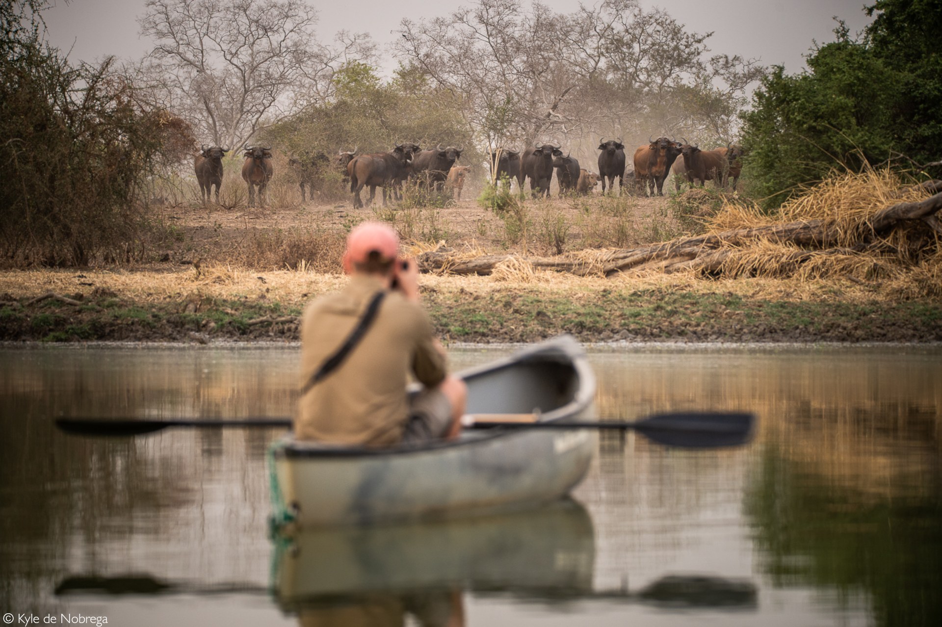 Another giant elephant trophy hunted - is this conservation