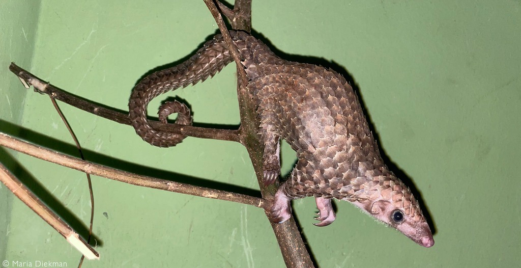 White-bellied pangolin