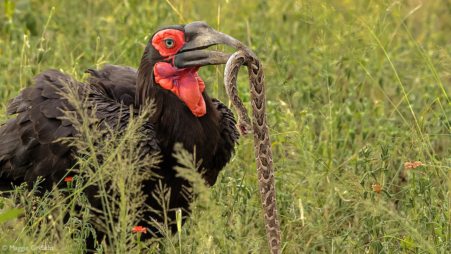 Southern ground hornbill