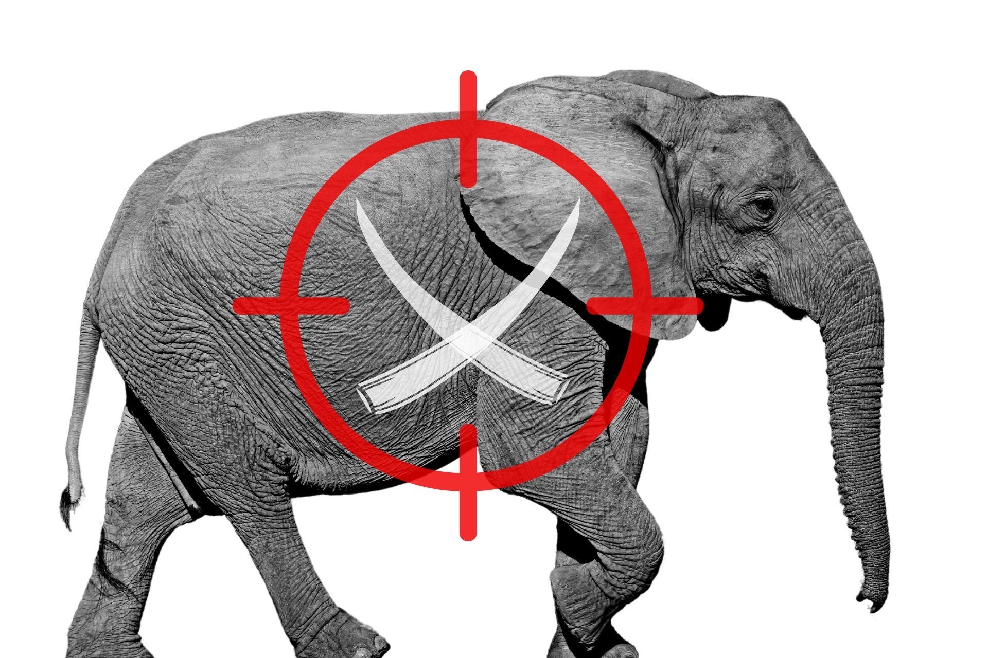 Poaching and tuskless elephants – the scientific confirmation - Africa  Geographic