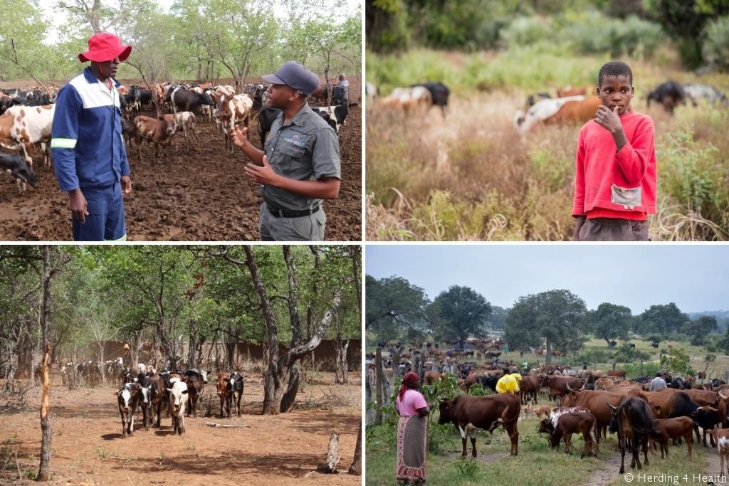 Herding 4 Health