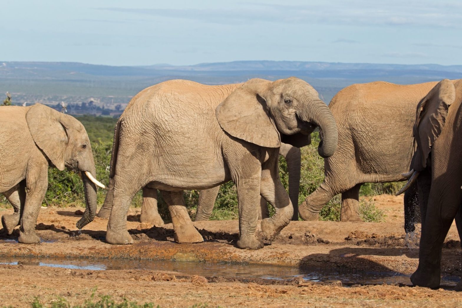 Poaching and tuskless elephants the scientific confirmation Africa