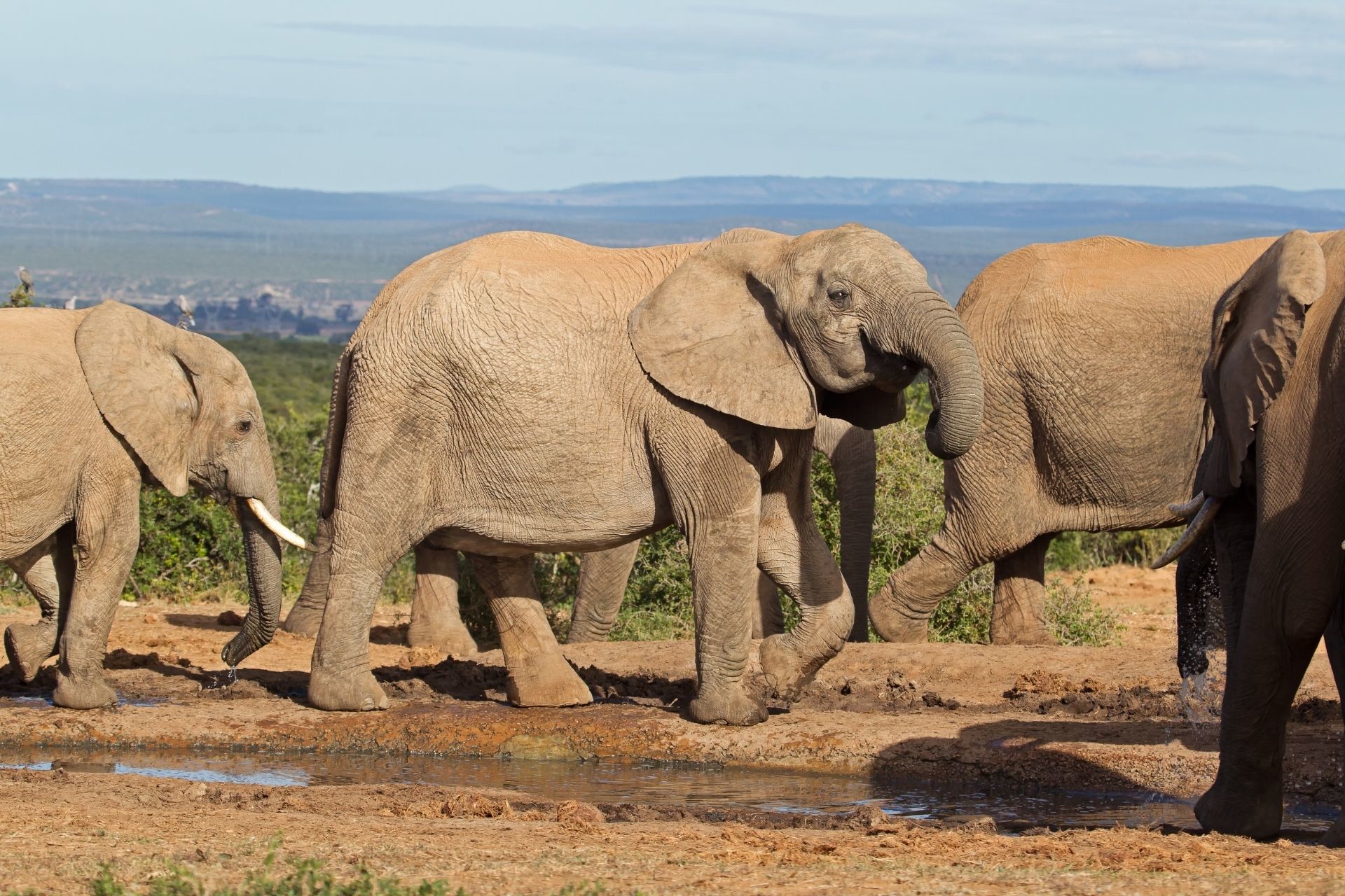 tuskless elephants