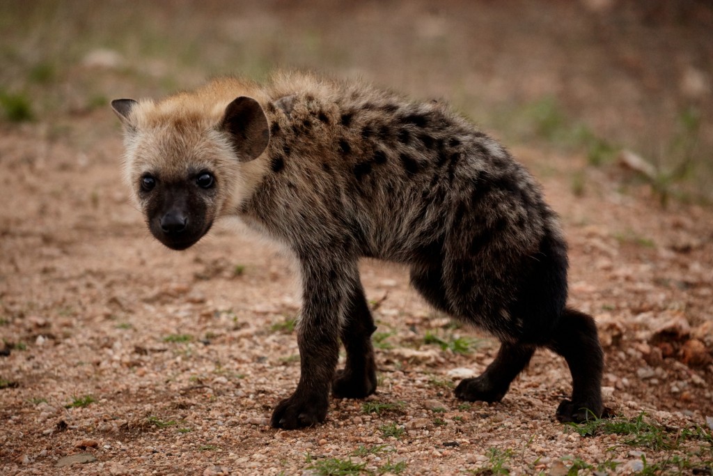 spotted hyena