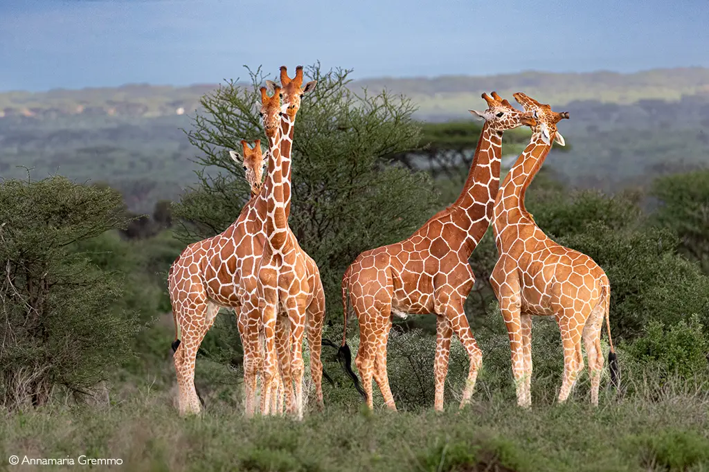 reticulated giraffe Kenya