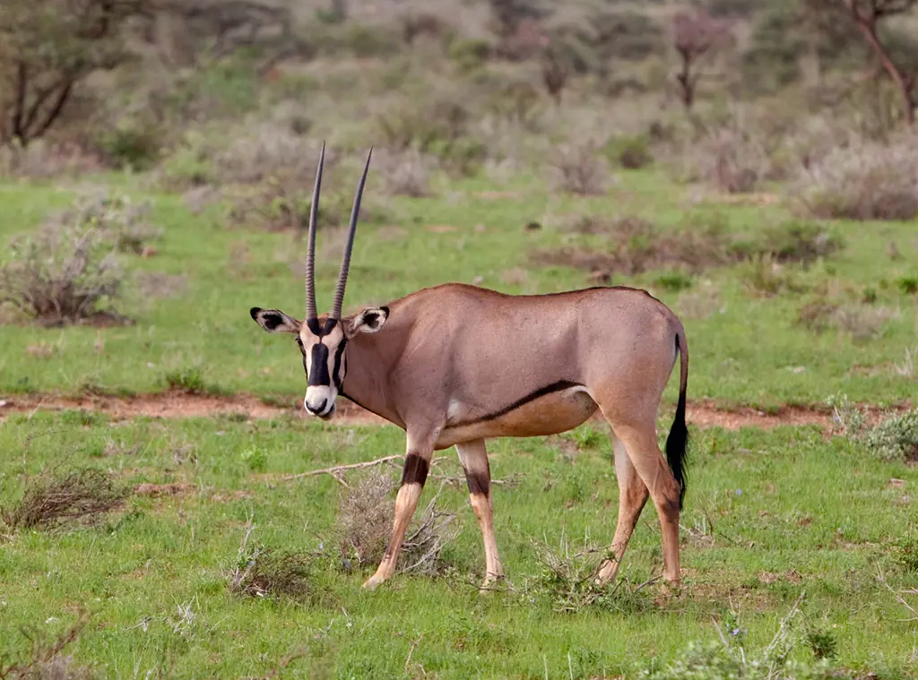 Beisa oryx