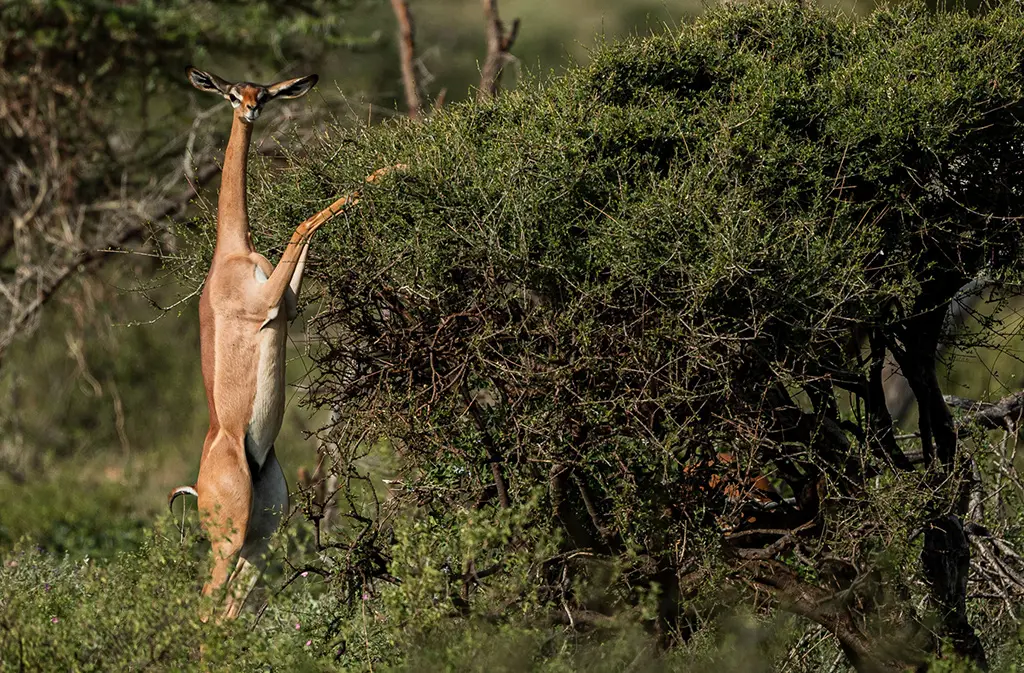 gerenuk