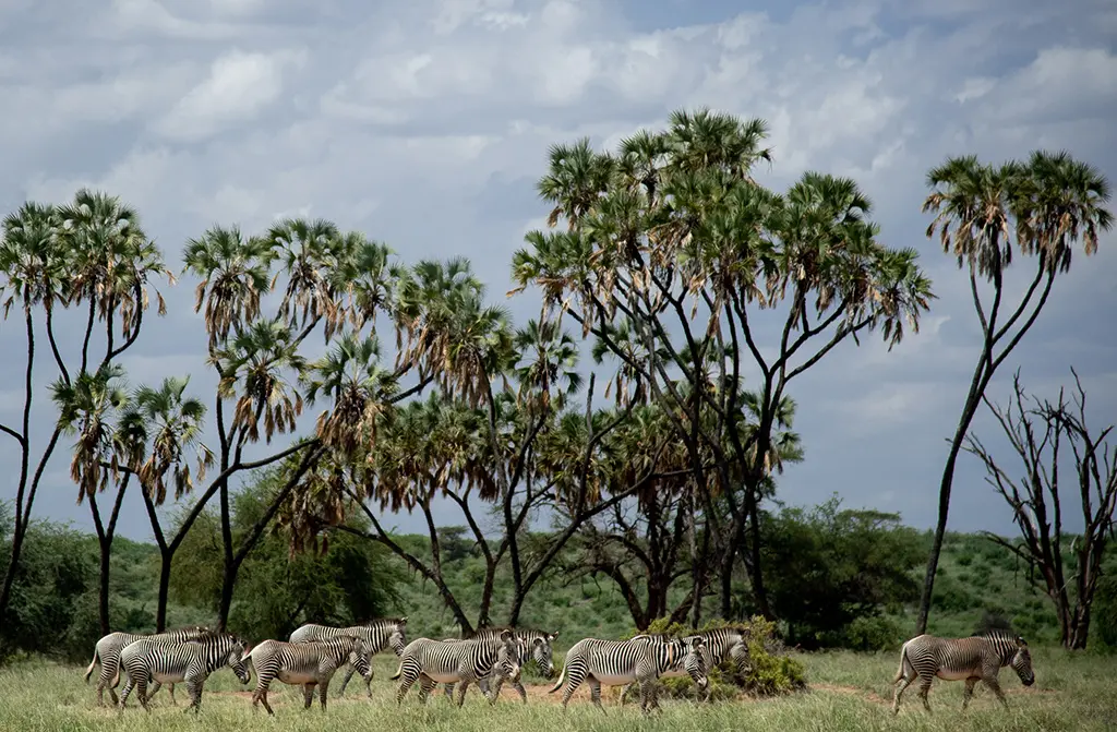 Grevy's zebra
