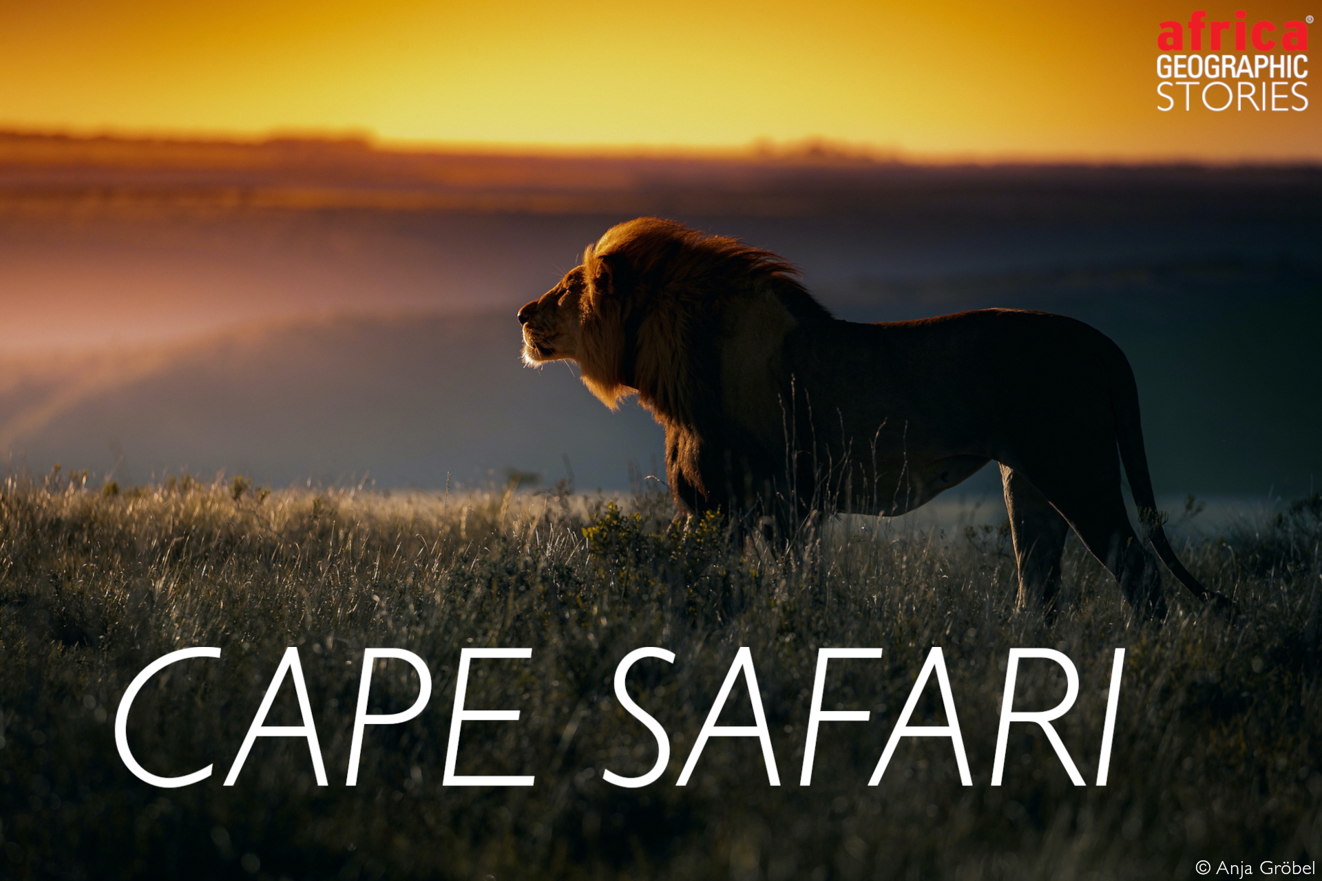 safari in the western cape