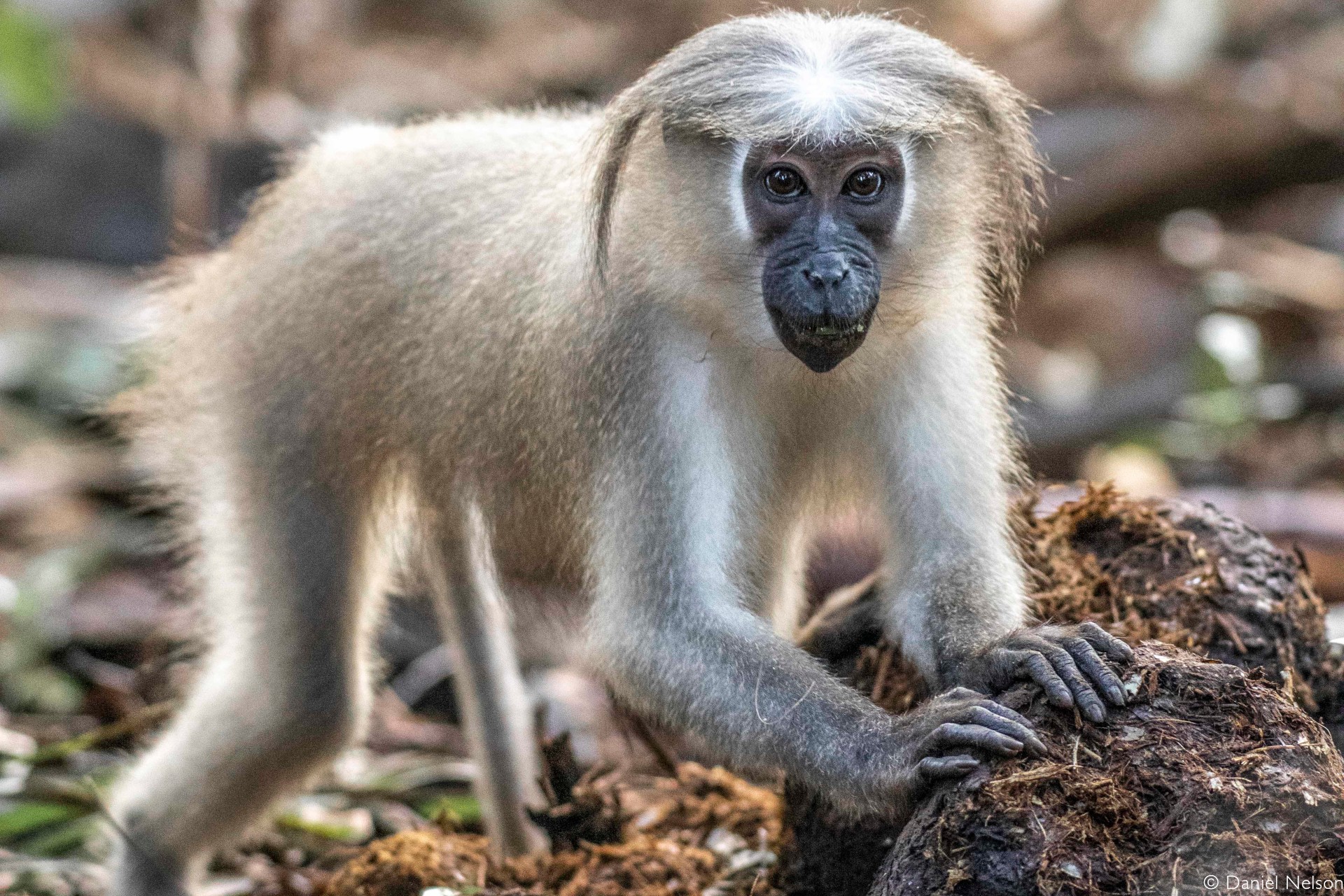 Tana River primates - on a broken wildlife highway - Africa Geographic