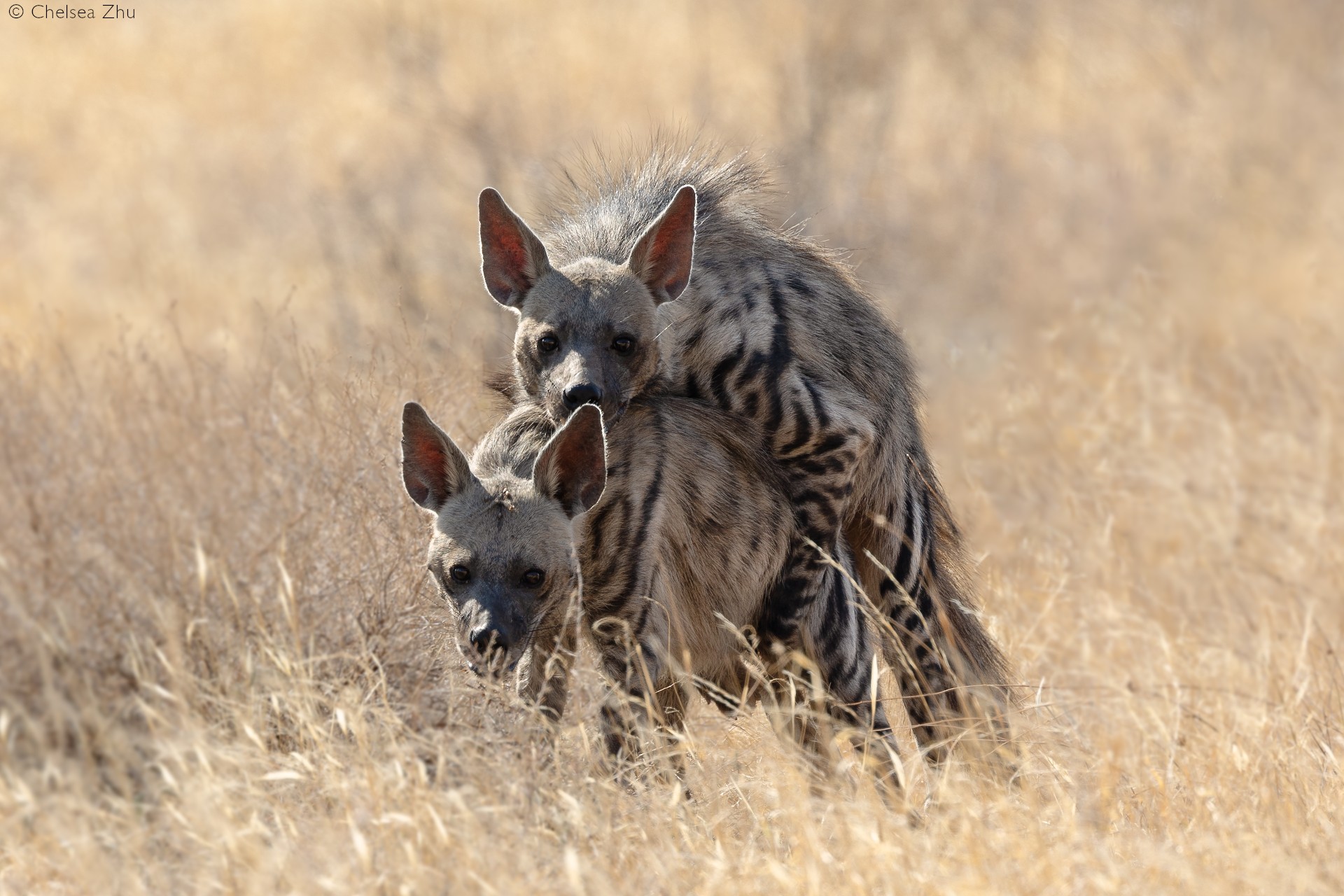 Striped Hyena Cubs