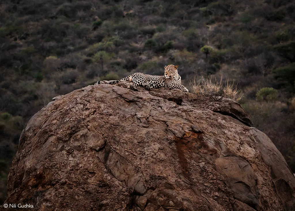 Samburu National Reserve safaris