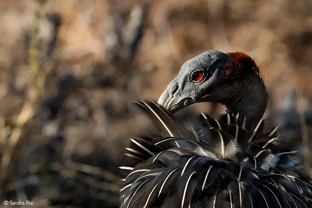 Vulturine guineafowl
