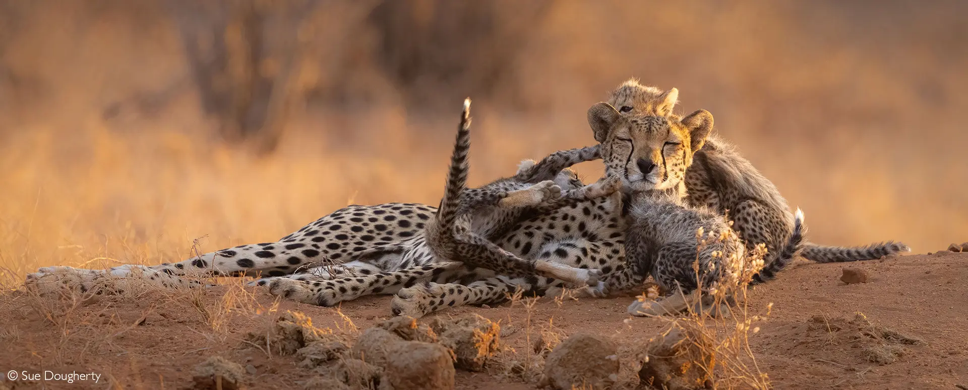 Samburu National Reserve safaris 