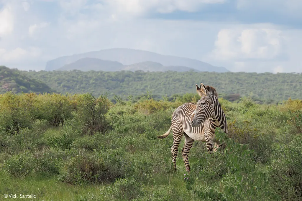Samburu National Reserve safaris 