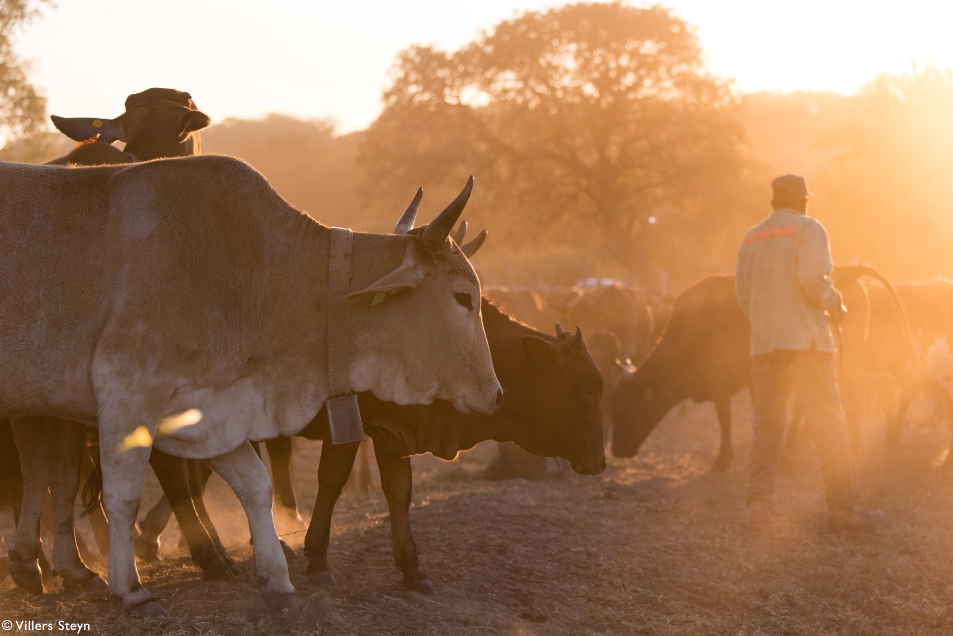 Herding 4 Health