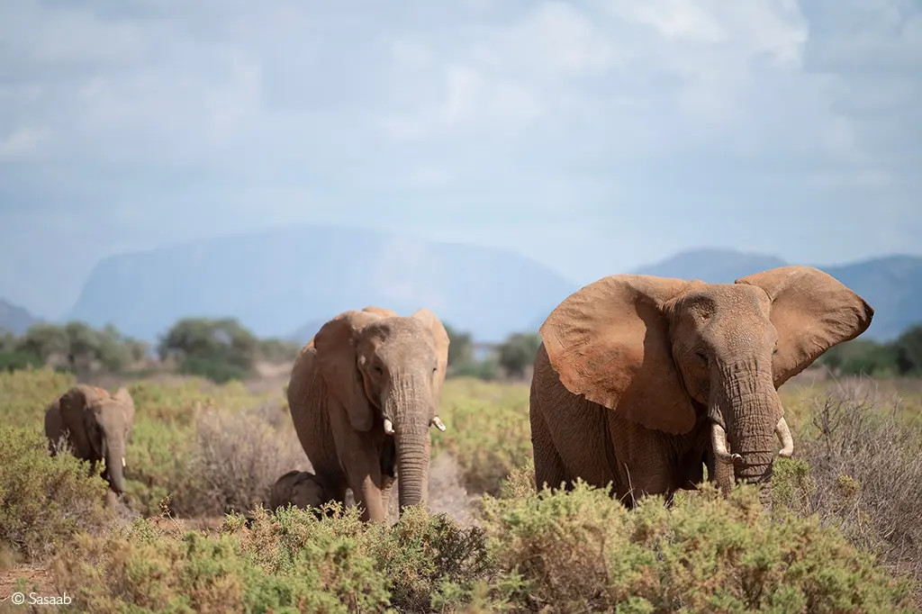 Elephant Kenya