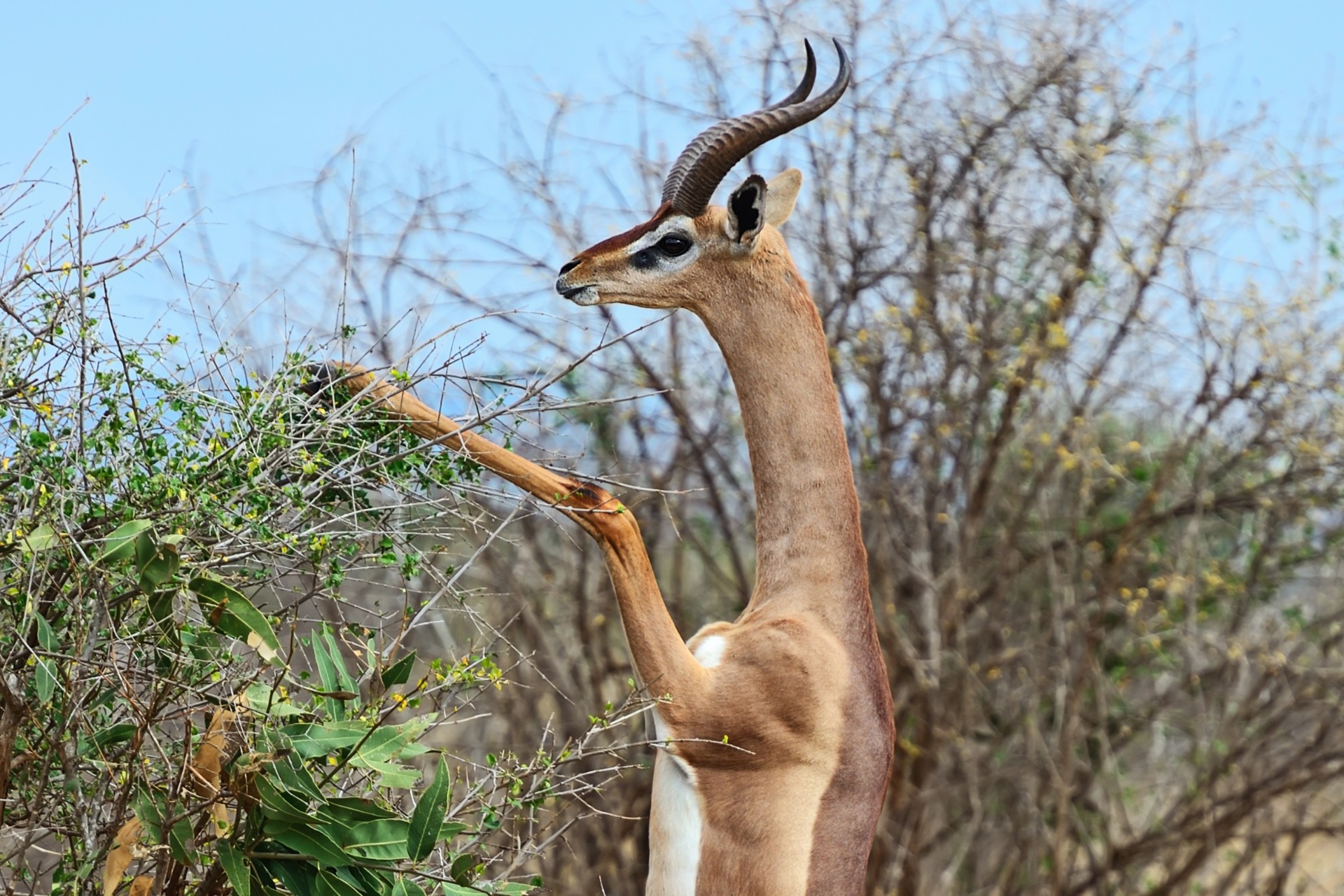 The Gerenuk Africa s Elegant And Remarkable Giraffe necked Antelope 