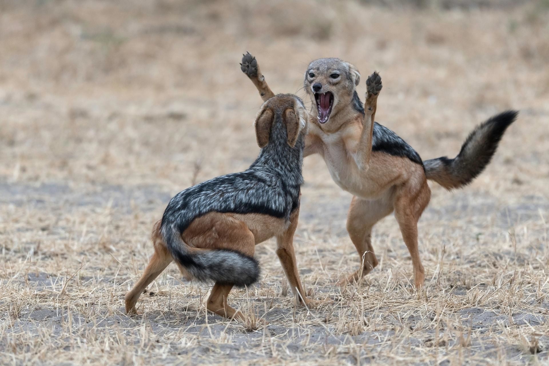 Jackals of Africa - consummate survivors - Africa Geographic