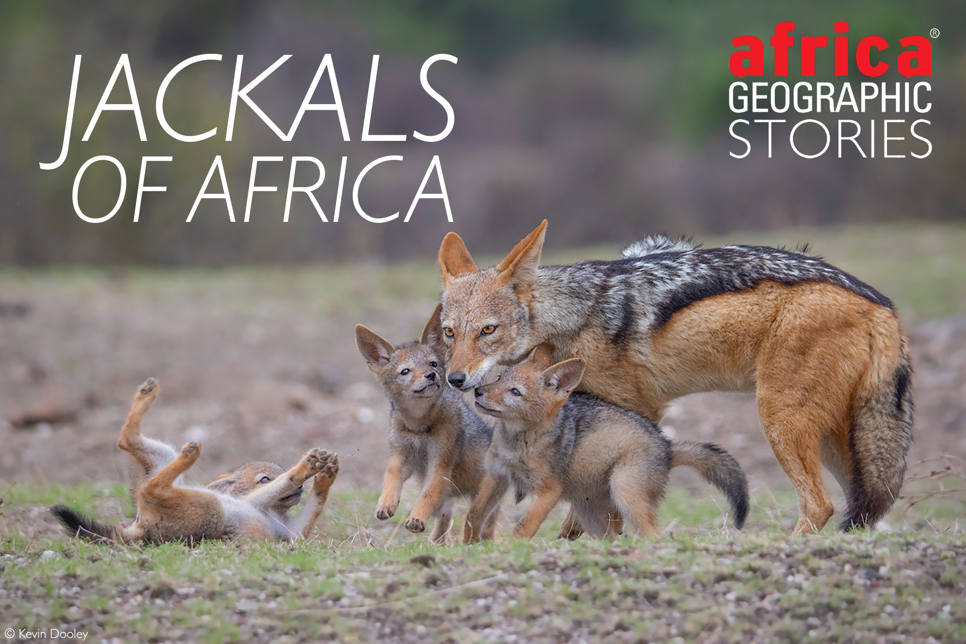 african jackal