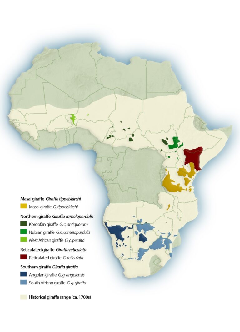 Giraffe conservation status – latest numbers give hope! - Africa Geographic