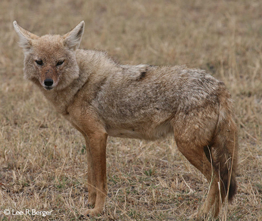 African wolf