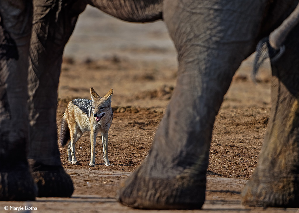 Jackal and elephant