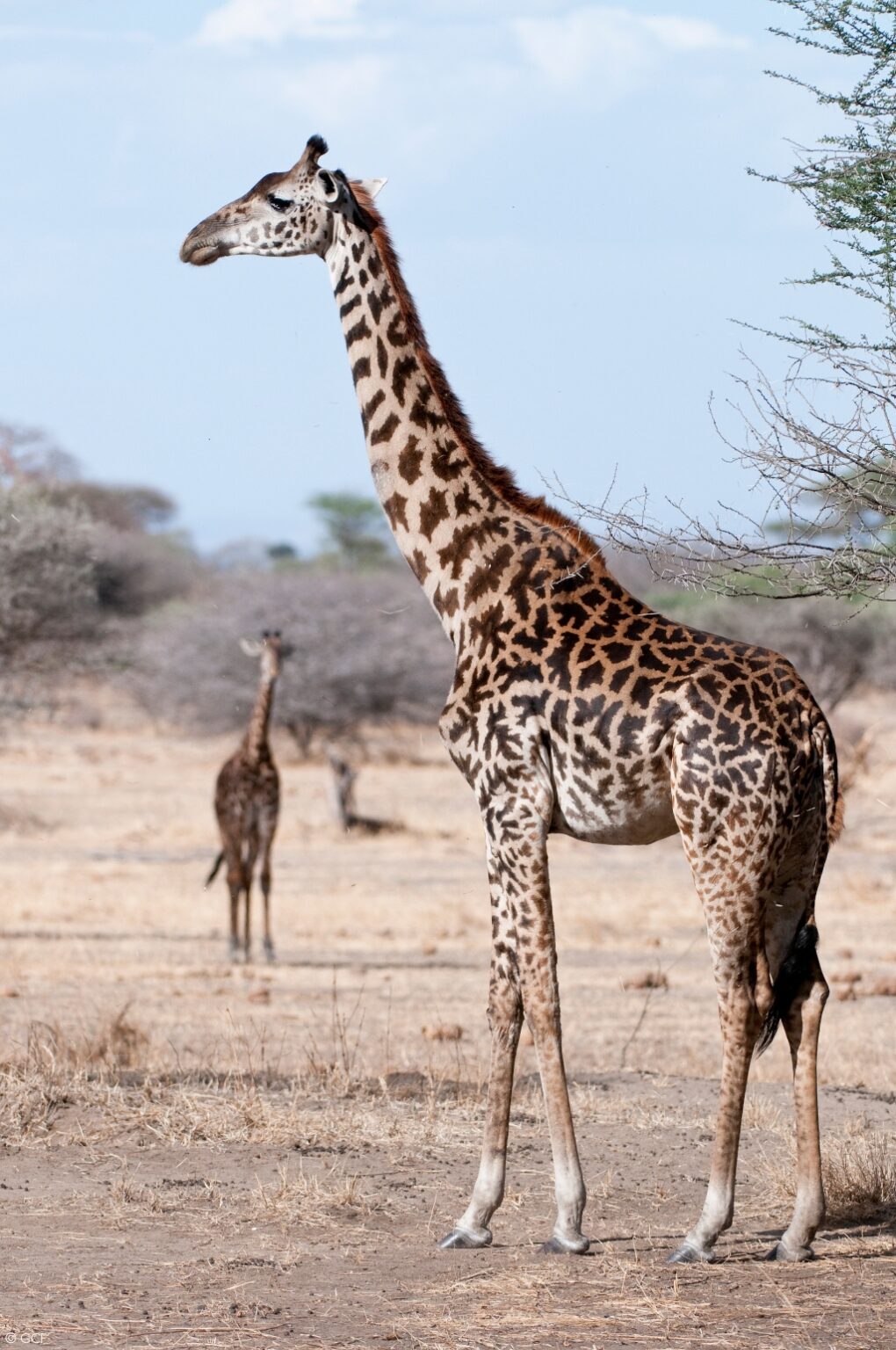 Giraffe conservation status – latest numbers give hope! - Africa Geographic