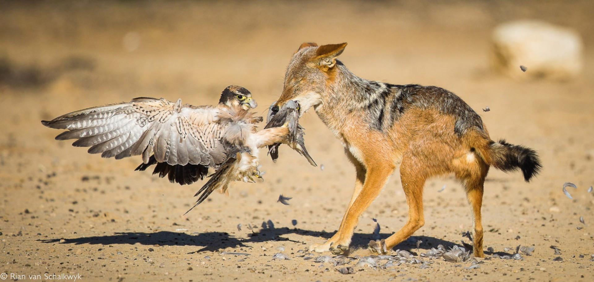 Jackals of Africa - consummate survivors - Africa Geographic