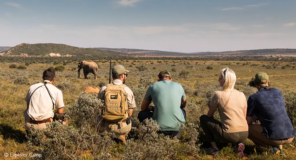 Cape safari Shamwari